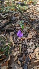 Crocus banaticus