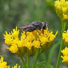 Asemosyrphus mexicanus