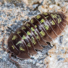 Armadillidium depressum