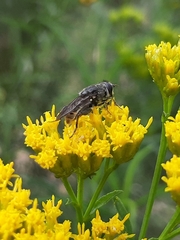 Asemosyrphus mexicanus