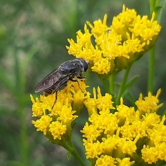 Asemosyrphus mexicanus