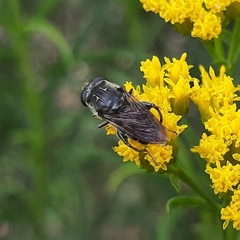 Asemosyrphus mexicanus
