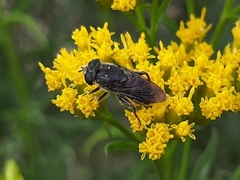 Asemosyrphus mexicanus