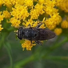 Asemosyrphus mexicanus