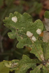 Tischeria ekebladella