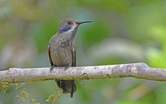 Colibri delphinae