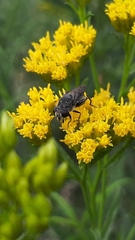 Asemosyrphus mexicanus