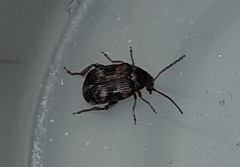 Callosobruchus maculatus