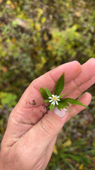 Symphyotrichum lateriflorum