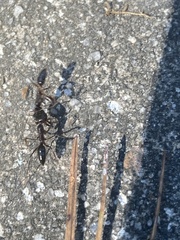 Odontomachus haematodus