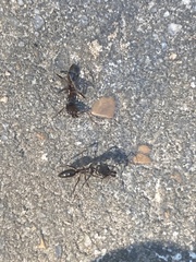 Odontomachus haematodus