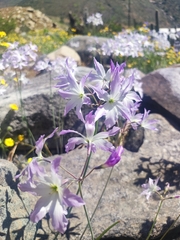 Leucocoryne coquimbensis