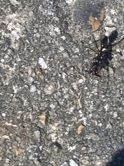 Odontomachus haematodus