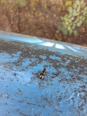 Dromius quadrimaculatus