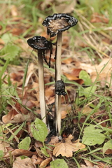 Coprinopsis picacea