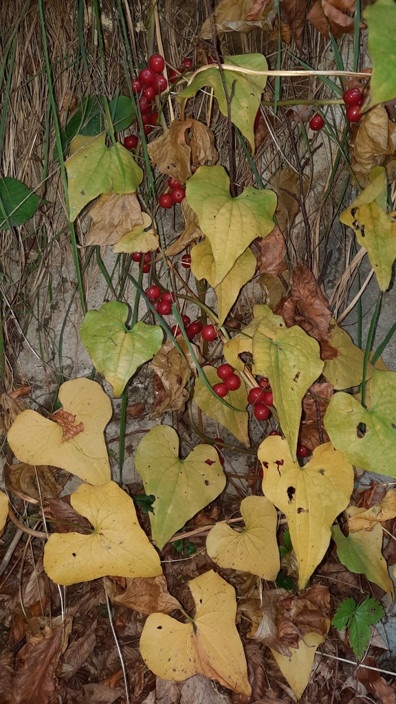 Dioscorea communis, 32030 Sovramonte, Province of Belluno, Italy, by lucaboscain