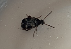 Callosobruchus maculatus