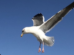 Larus occidentalis