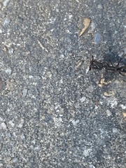 Odontomachus haematodus
