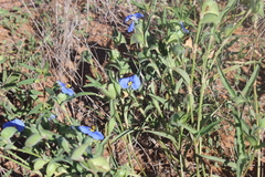 Commelina erecta