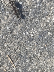 Odontomachus haematodus