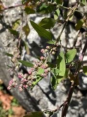 Chenopodium album