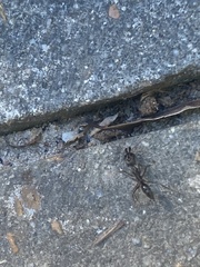 Odontomachus haematodus