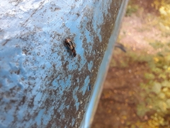 Dromius quadrimaculatus
