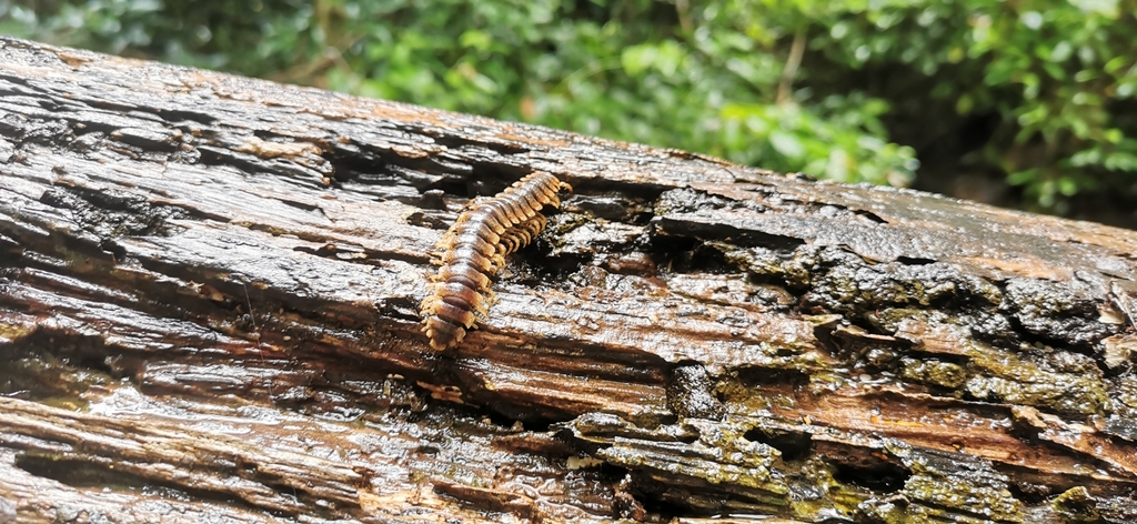 Eugnatha from Ko Lanta Yai, Ko Lanta District, Krabi, Thailand on ...