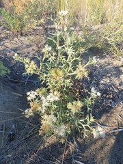 Echinophora spinosa