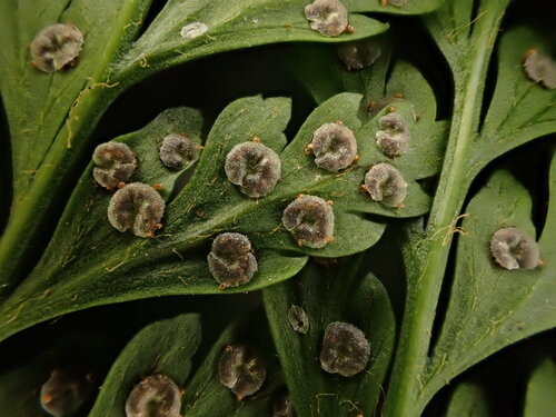 Arachniodes insularis observed 2022-10-11
