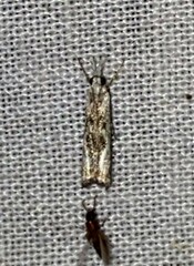 Microcrambus kimballi