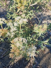 Echinophora spinosa