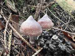 Cortinarius flexipes