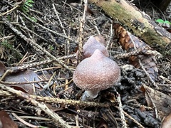 Cortinarius flexipes