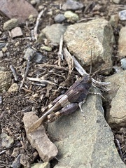 Oedipoda germanica