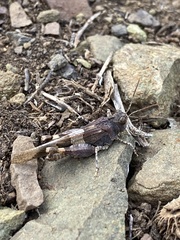 Oedipoda germanica
