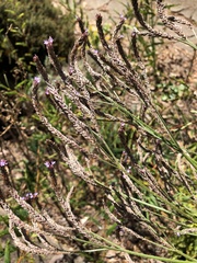 Verbena hastata