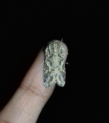 Spodoptera litura