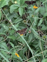 Anthanassa texana texana