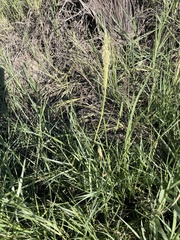 Sporobolus virginicus