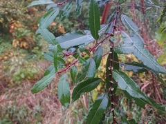 Salix triandra