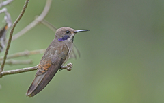 Colibri delphinae