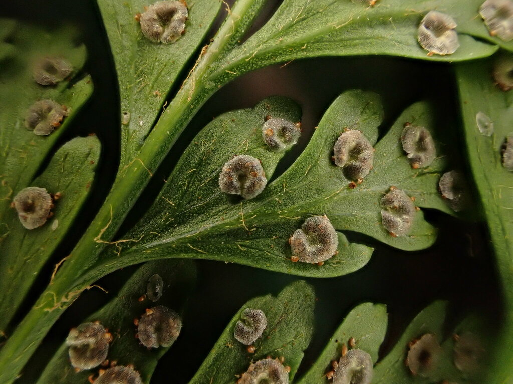 Arachniodes insularis