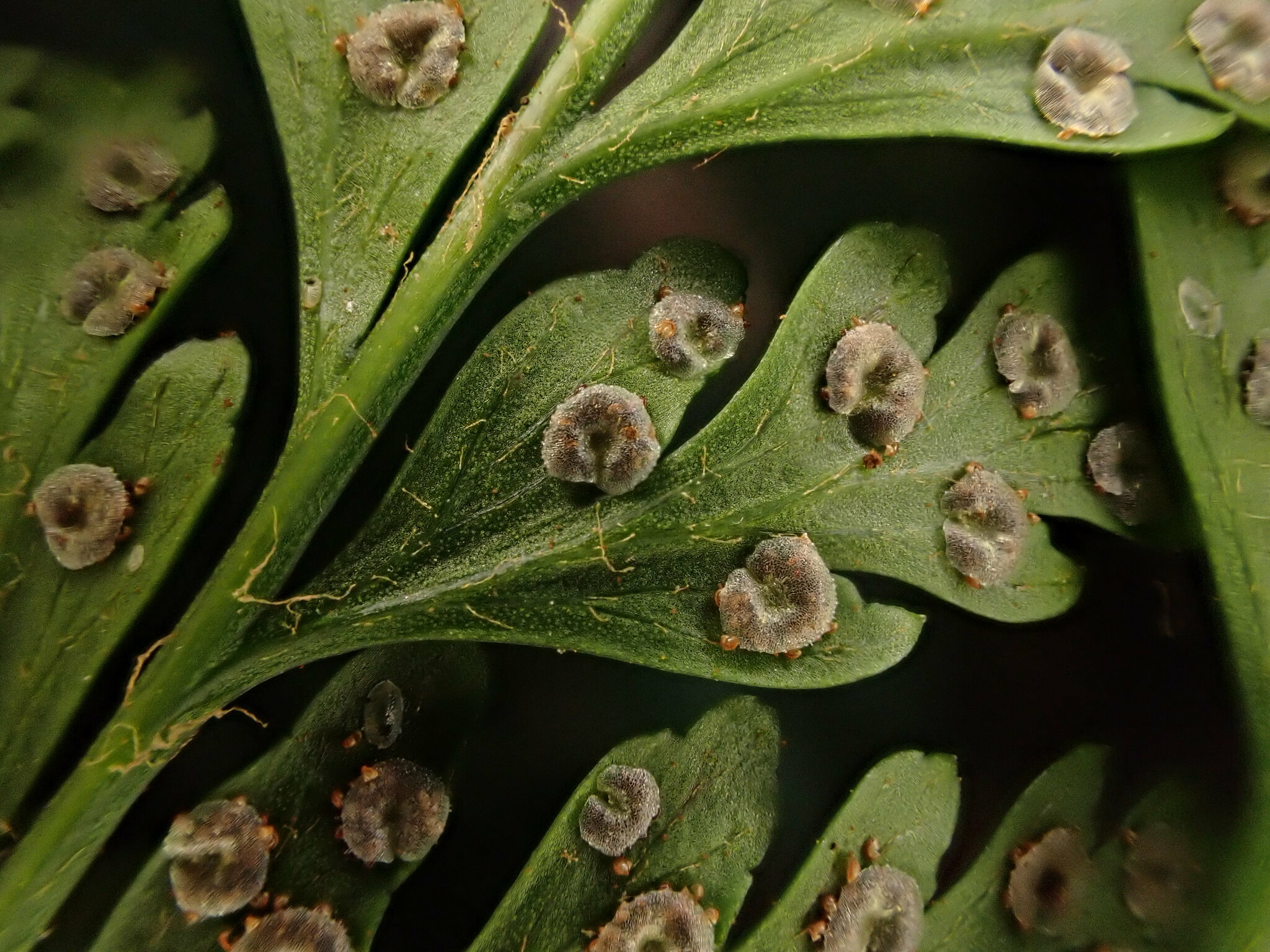 Arachniodes insularis
