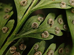 Arachniodes insularis image
