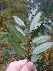 Salix triandra