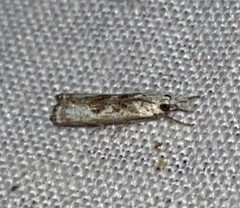 Microcrambus kimballi