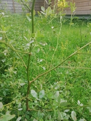 Melilotus officinalis