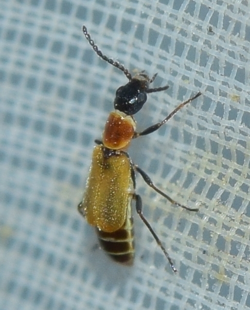 Pelochrus